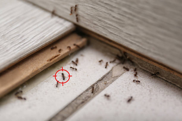 Best Pest Control Near Me in North Hudson, WI